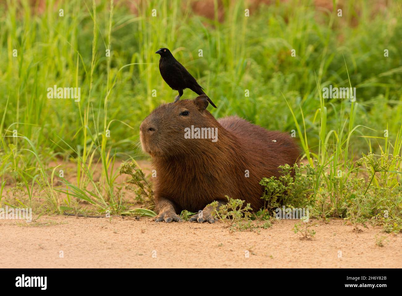 Ein Riesenkauz (Molothrus oryzovorus), der Zecken aus einem Capybara-Fell pflückt, in einer mutualistischen Beziehung. Stockfoto