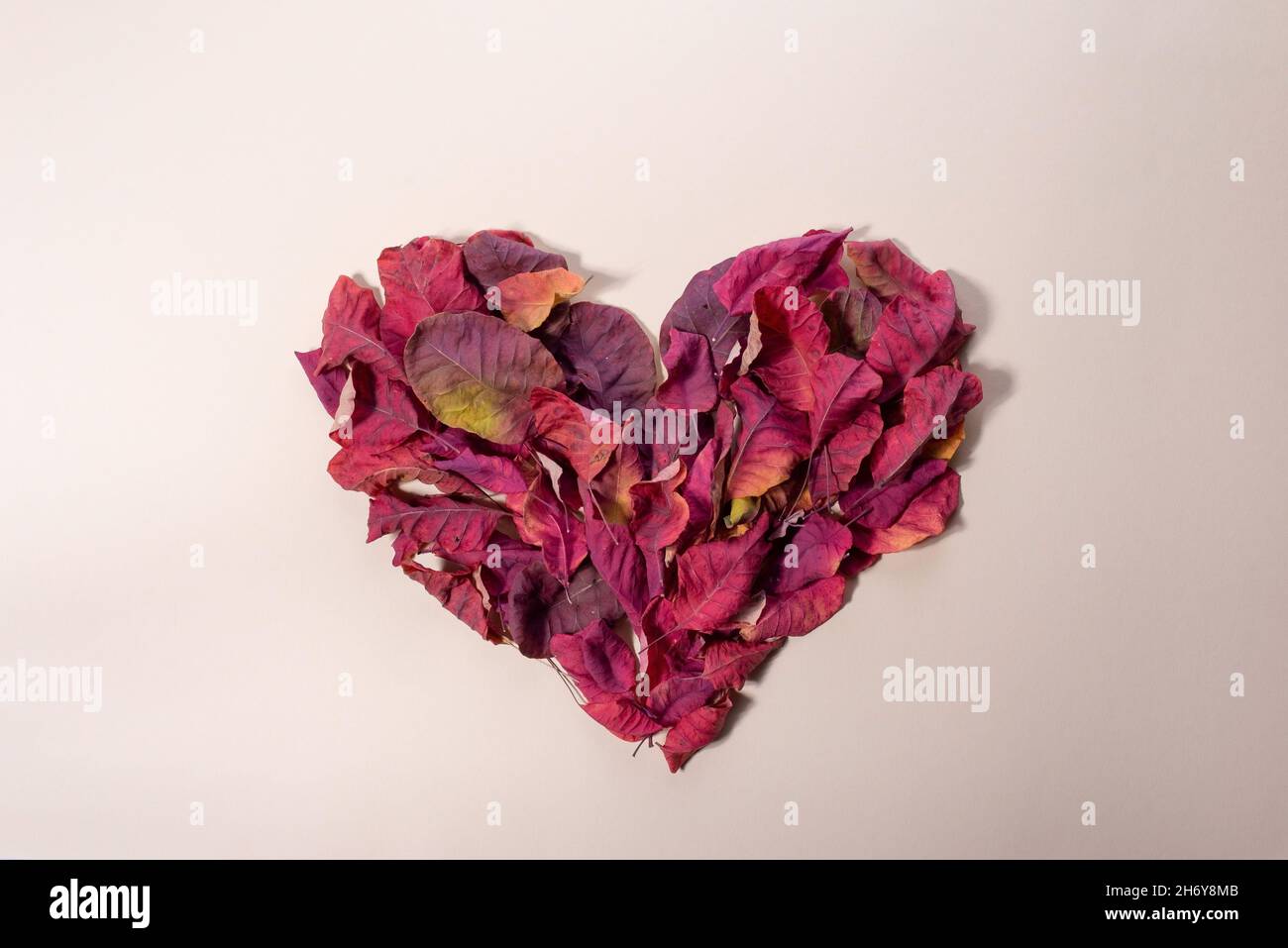 Herz aus Herbstblättern in angesagter Farbe. Minimalistisches Love Day-Konzept. Stockfoto