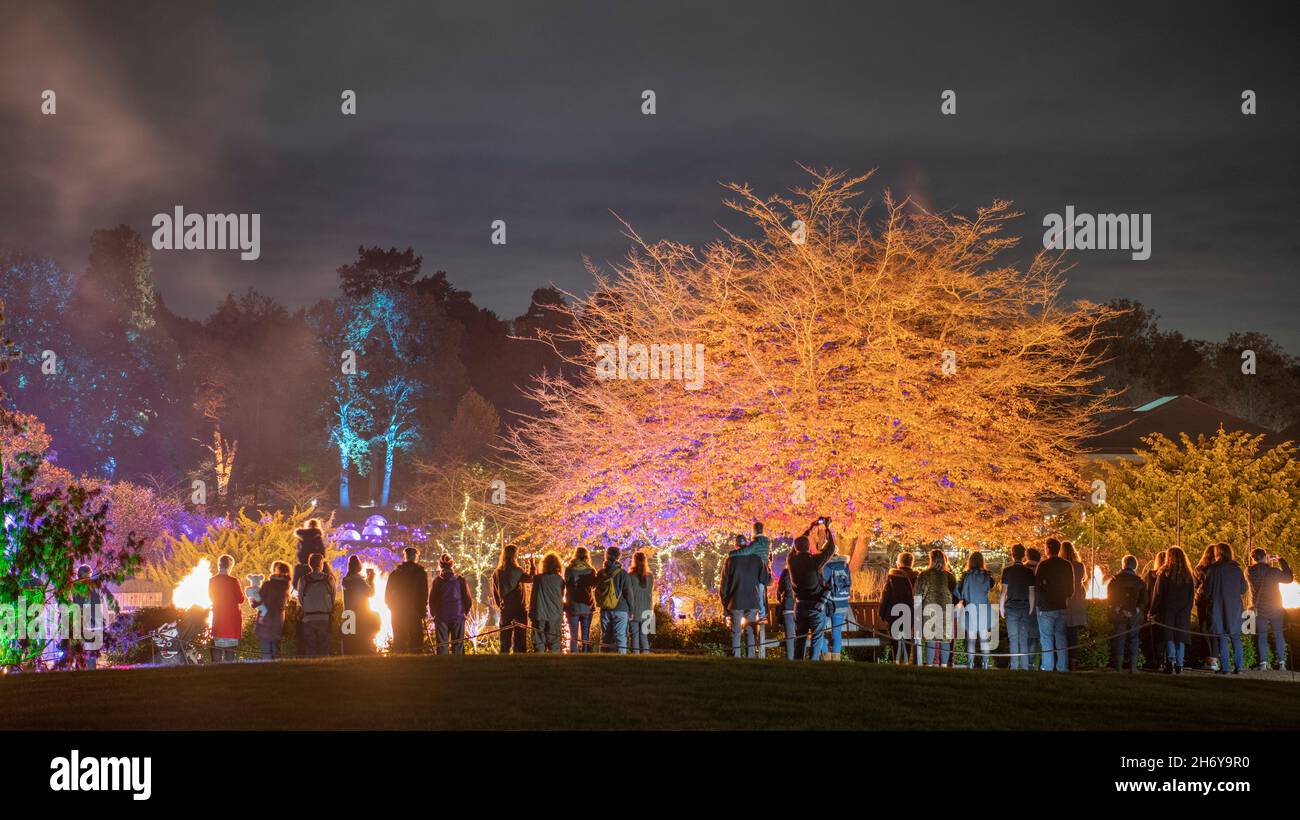 RHS Garden Wisley, Surrey, Großbritannien. 18. November 2021. Vorschau auf den berühmten und spektakulären Winterlichtweg von RHS Wisley, Glow (geöffnet vom 19. November 2021 bis zum 4. Januar 22), mit einer fantastischen Beleuchtung für die festliche Jahreszeit. Quelle: Malcolm Park/Alamy Live News. Stockfoto