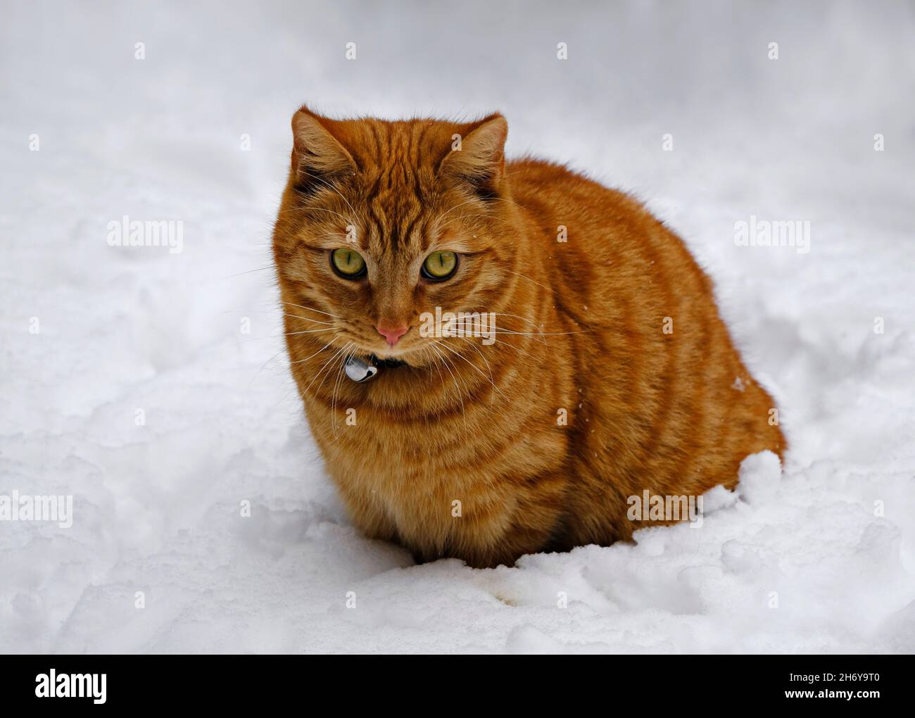 Eine reife Ginger Cat erlebt seinen ersten Schnee. Stockfoto