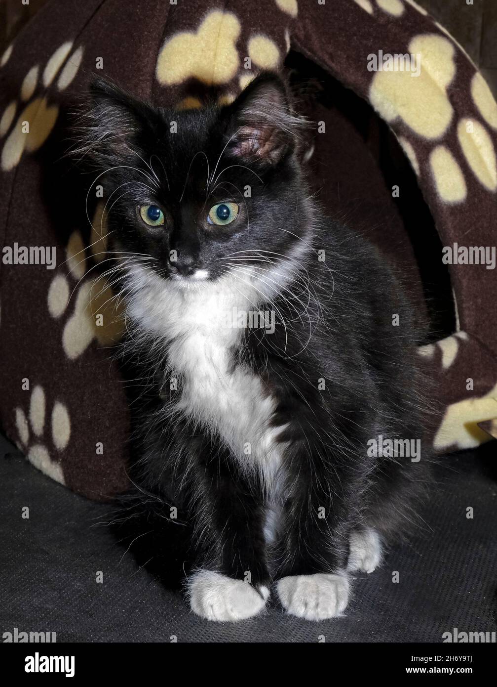 Sehr junges Schwarz-Weiß-Kätzchen in Foster Home in Irland Stockfoto