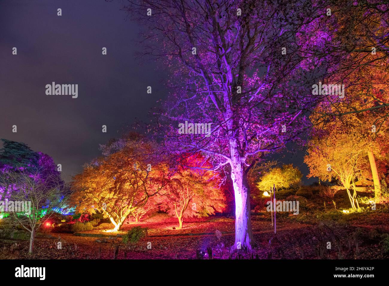 RHS Garden Wisley, Surrey, Großbritannien. 18. November 2021. Vorschau auf den berühmten und spektakulären Winterlichtweg von RHS Wisley, Glow (geöffnet vom 19. November 2021 bis zum 4. Januar 22), mit einer fantastischen Beleuchtung für die festliche Jahreszeit. Quelle: Malcolm Park/Alamy Live News. Stockfoto