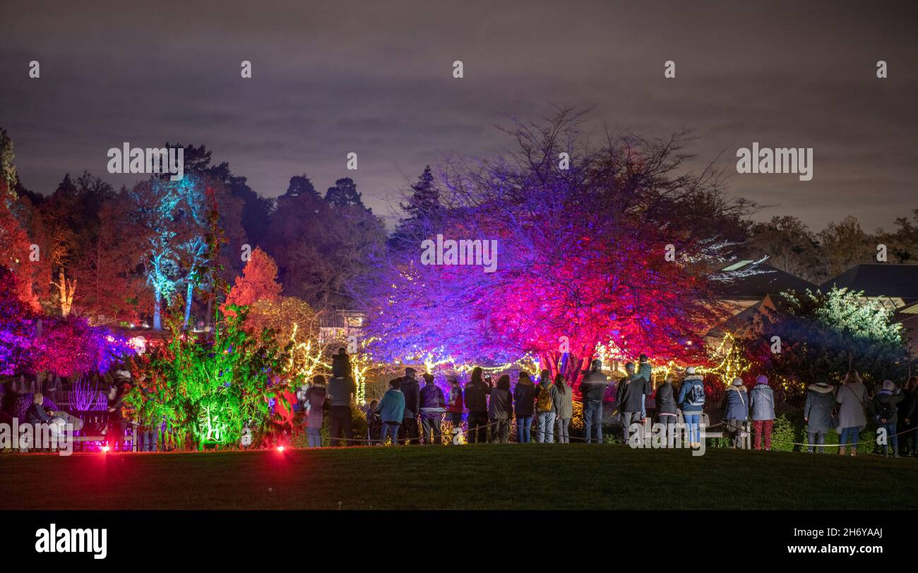 RHS Garden Wisley, Surrey, Großbritannien. 18. November 2021. Vorschau auf den berühmten und spektakulären Winterlichtweg von RHS Wisley, Glow (geöffnet vom 19. November 2021 bis zum 4. Januar 22), mit einer fantastischen Beleuchtung für die festliche Jahreszeit. Quelle: Malcolm Park/Alamy Live News. Stockfoto