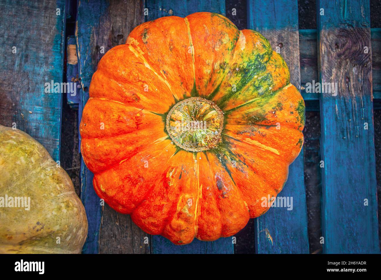 Rustikaler Kürbis, der zur Erntezeit auf einer grungig blau bemalten Holzpalatte sitzt Stockfoto