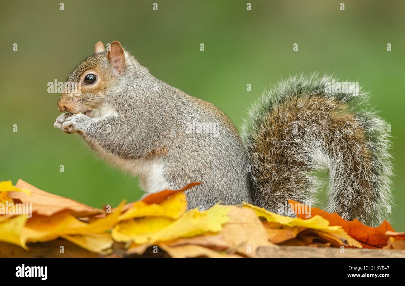 Nahaufnahme eines Grauen Eichhörnchen beim Essen einer Nuss im Herbst mit bunten gelben und orangen Blättern. Nach links zeigen. Hintergrund bereinigen. Wissenschaftlicher Name: Sciurus Stockfoto