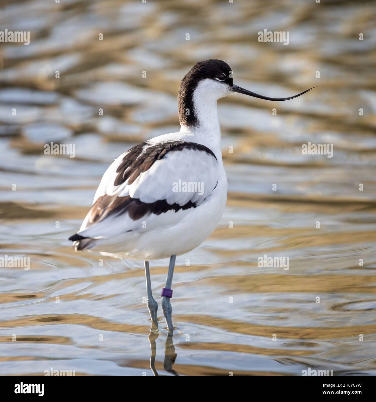 Nahaufnahme eines Avocets, das im Wasser watet, mit dem kultigen geschwungenen Schnabel Stockfoto