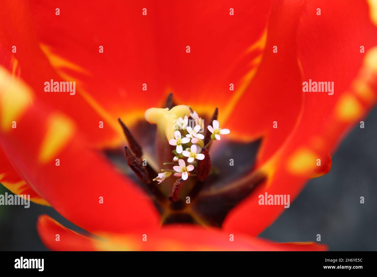 Rote Tulpe Mit Weißen Blumen Im Inneren Stockfoto