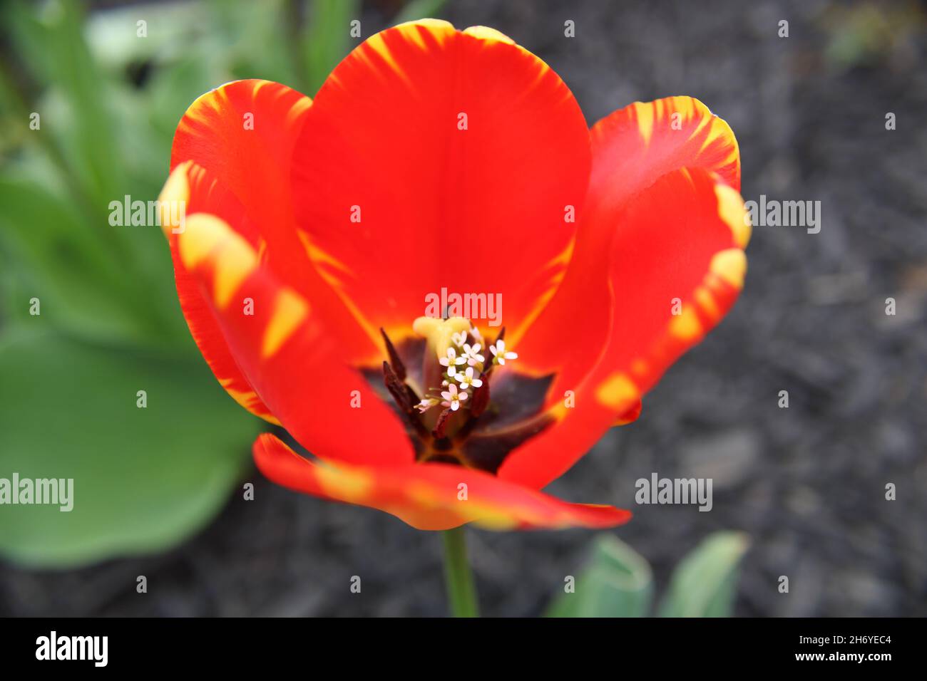 Rote Tulpe Mit Weißen Blumen Im Inneren Stockfoto