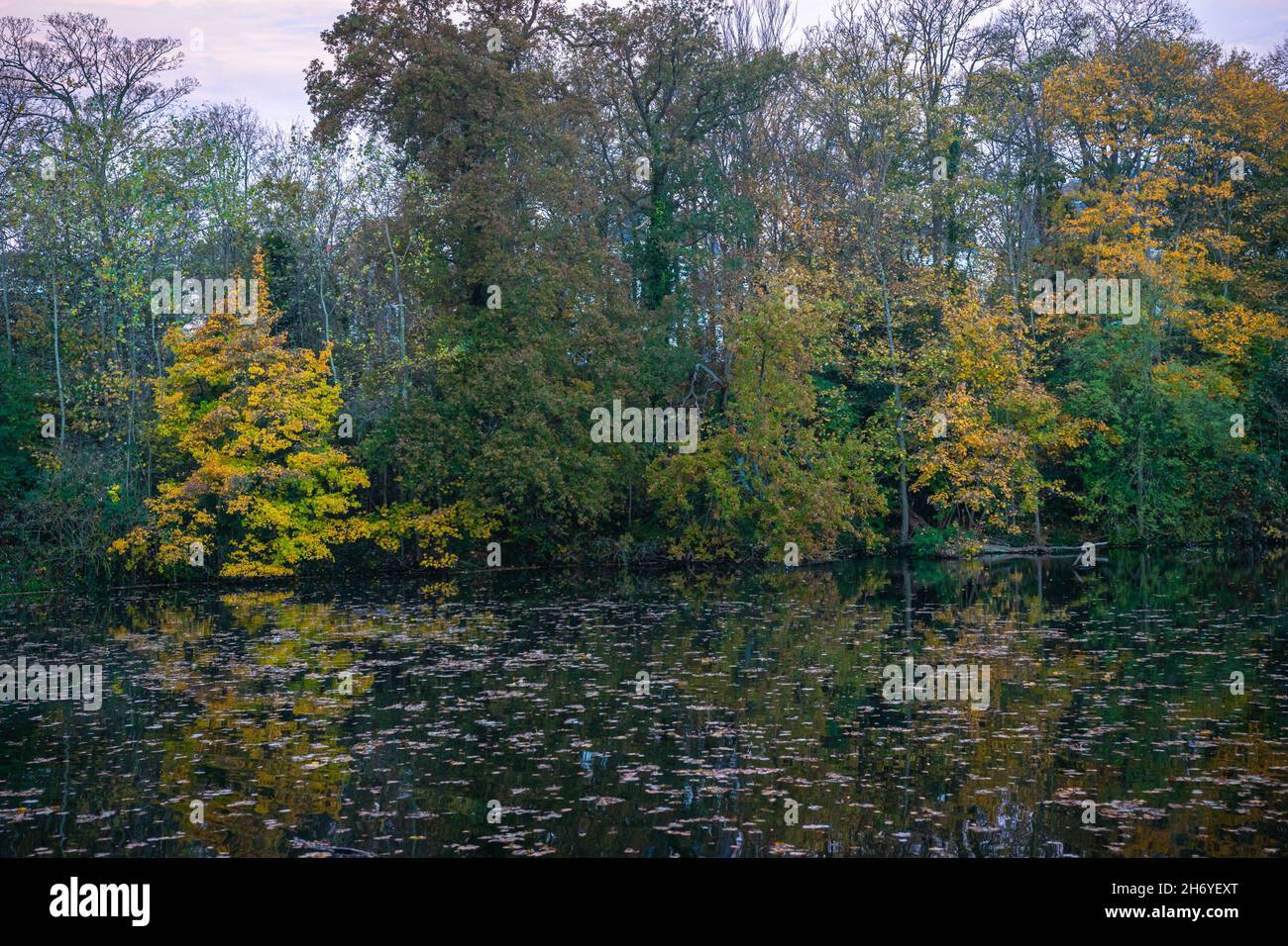 Bäume mit Herbstblättern am Ufer eines Sees Stockfoto