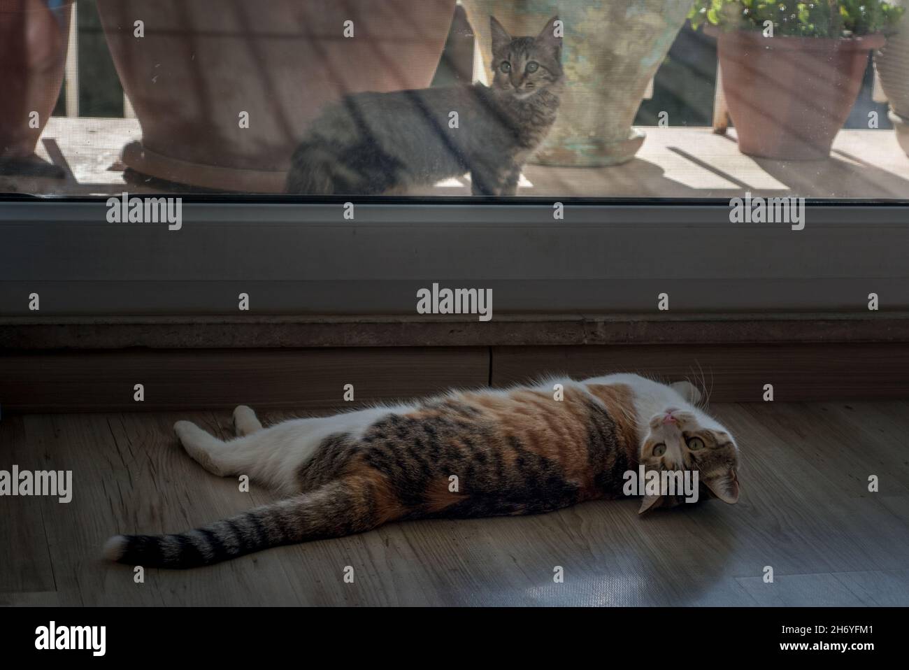 Hauskatze und streunende Katze schauen sich vom Fenster aus an Stockfoto