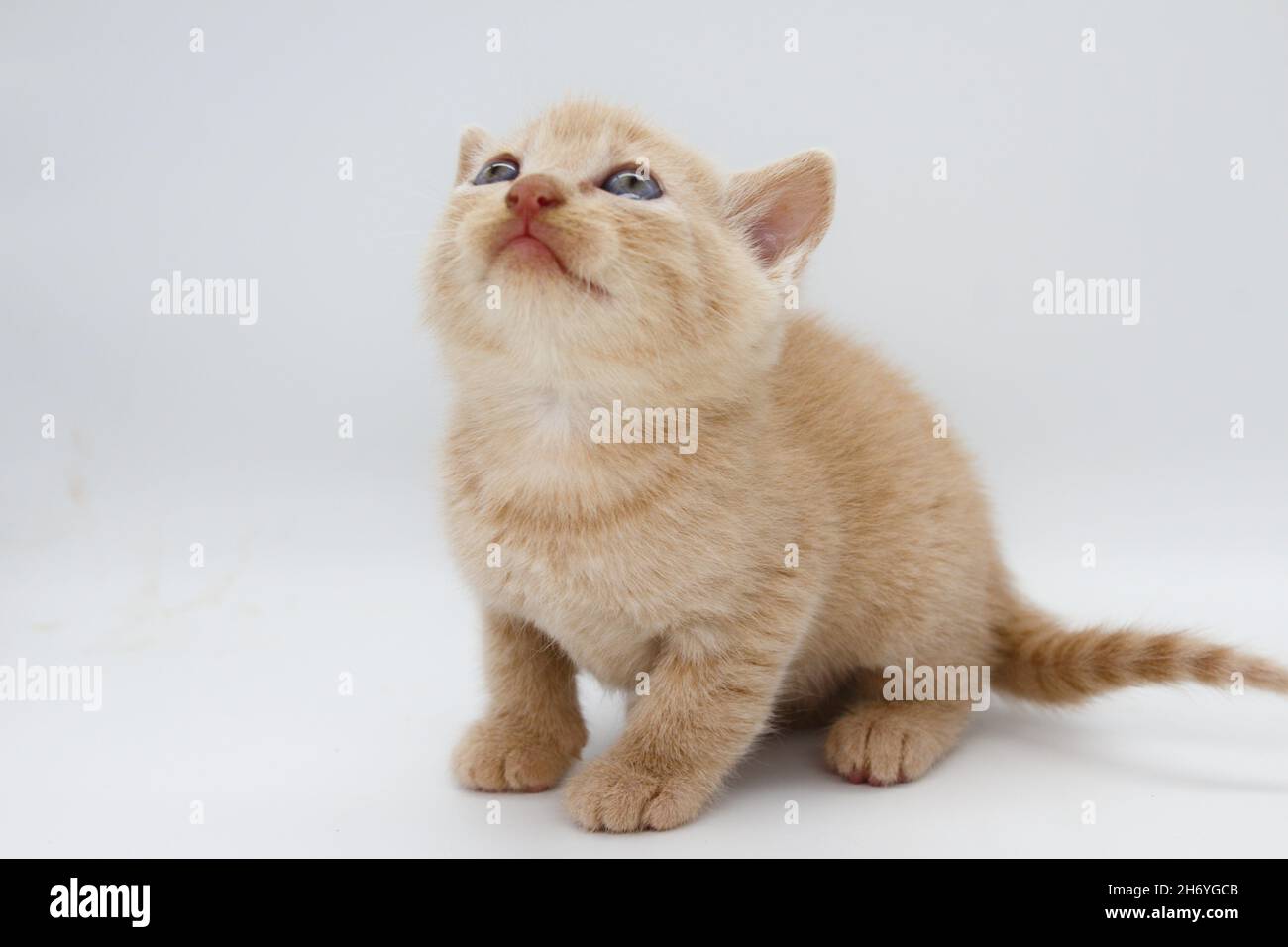 Beigefarbene, blauäugige Babykätzchen auf weißem Hintergrund isoliert Stockfoto