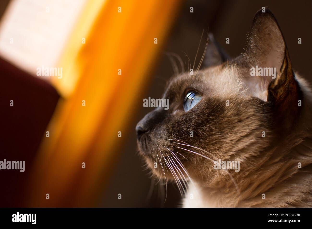 Siamkatze, die mit leuchtend blauen Augen und gelbem Hintergrund nach links schaut Stockfoto