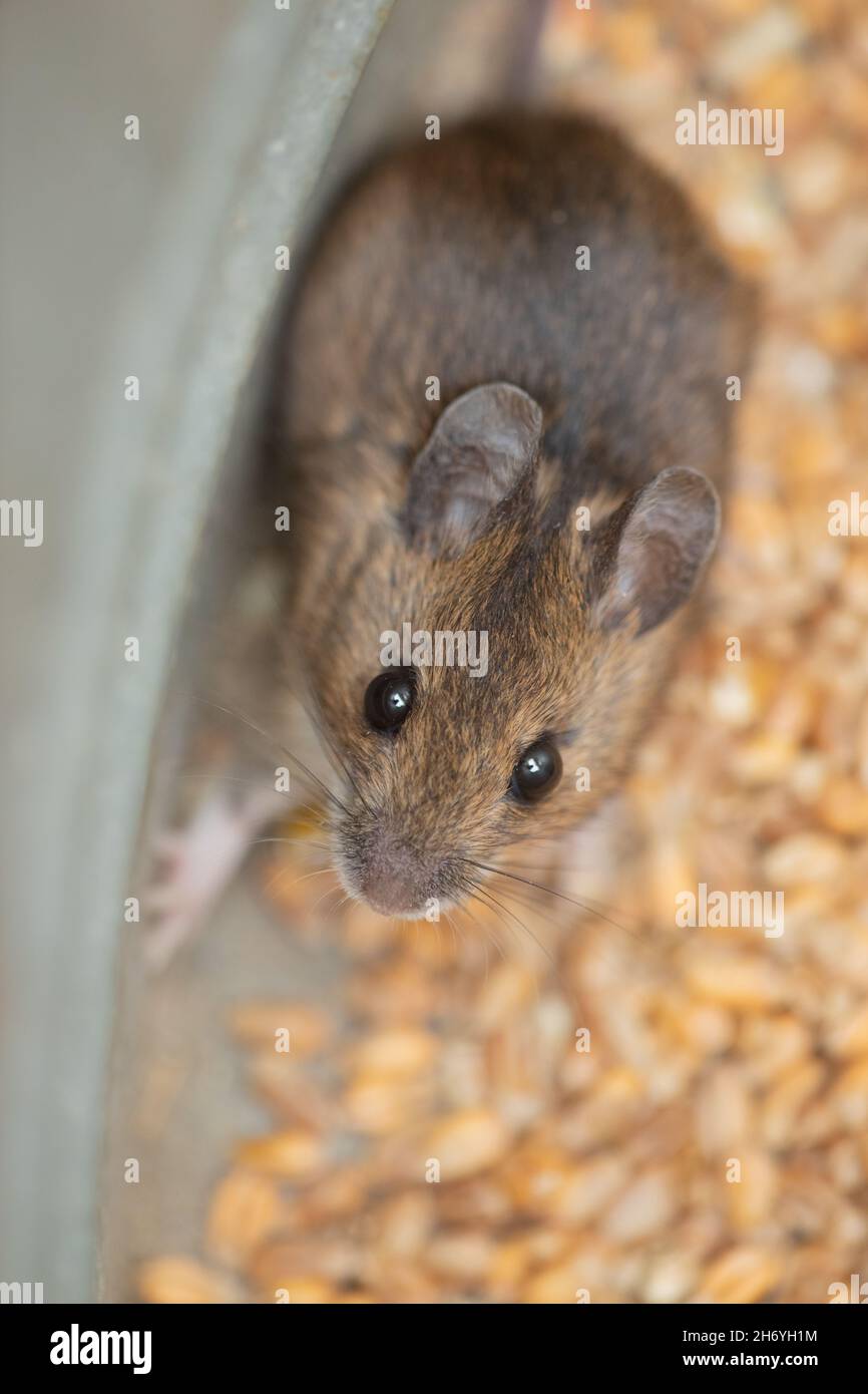 Ein kugeliger, timorer Beastie von Robert Burns 1785 Scottish Bard, The Wood Mouse oder Long-Tailed Field Mouse (Apodemus sylvaticus). Ängstliche Pos. Stockfoto