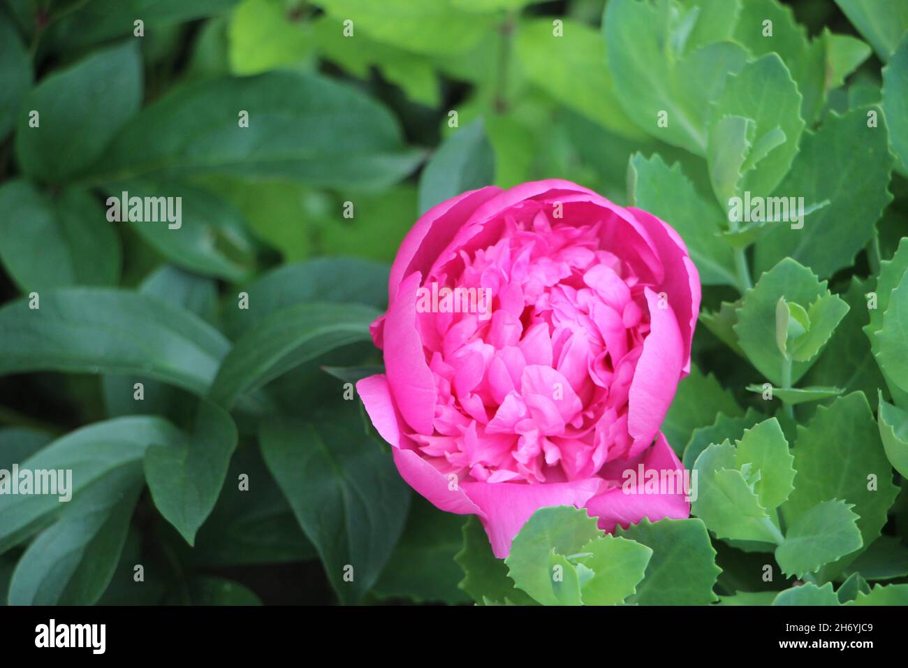 Rosa Pfingstrose Blütenblätter Nahaufnahme Makro romantischen Hintergrund. Stockfoto