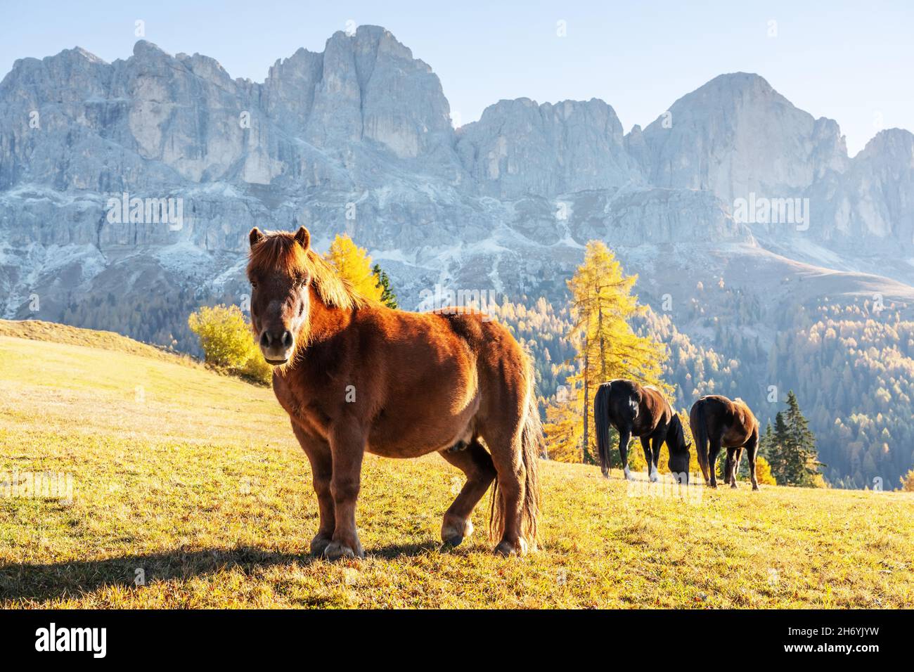 Niedliches behaartes Pferd auf einer Herbstwiese in den Dolomiten. Schöne ländliche italienische Landschaft mit Pferden und Gipfeln der hohen Berge im Hintergrund. Nigerpass (Passo Nigra), Dolomiten, Italien Stockfoto