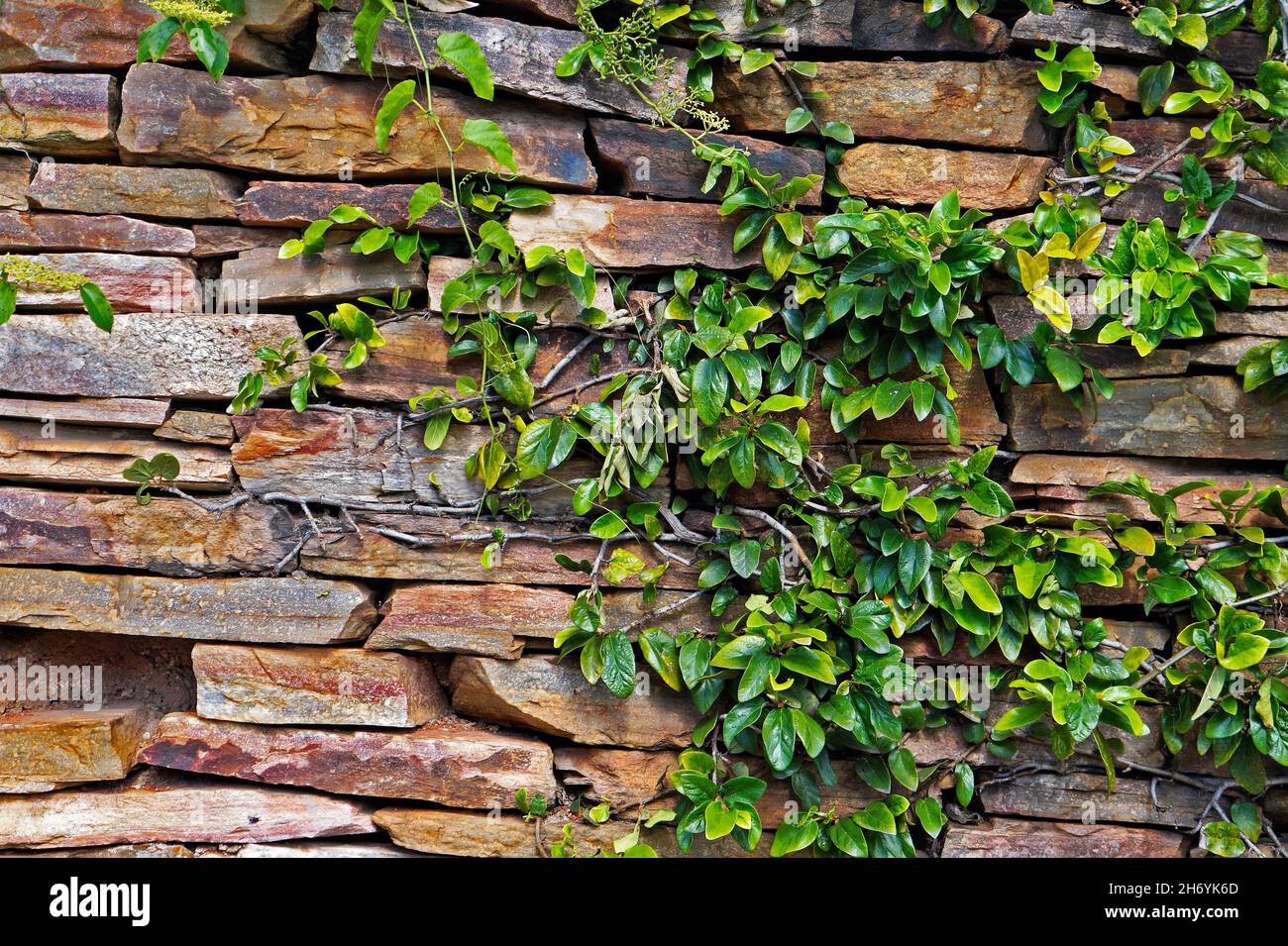 Kletterpflanze an Steinmauer, Ouro Preto, Brasilien Stockfoto