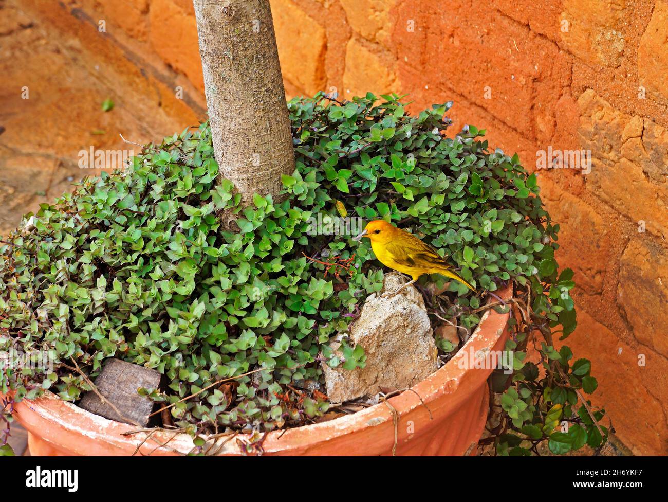 Gelber kanarienvögel in einem Pflanztopf, Prados, Brasilien Stockfoto