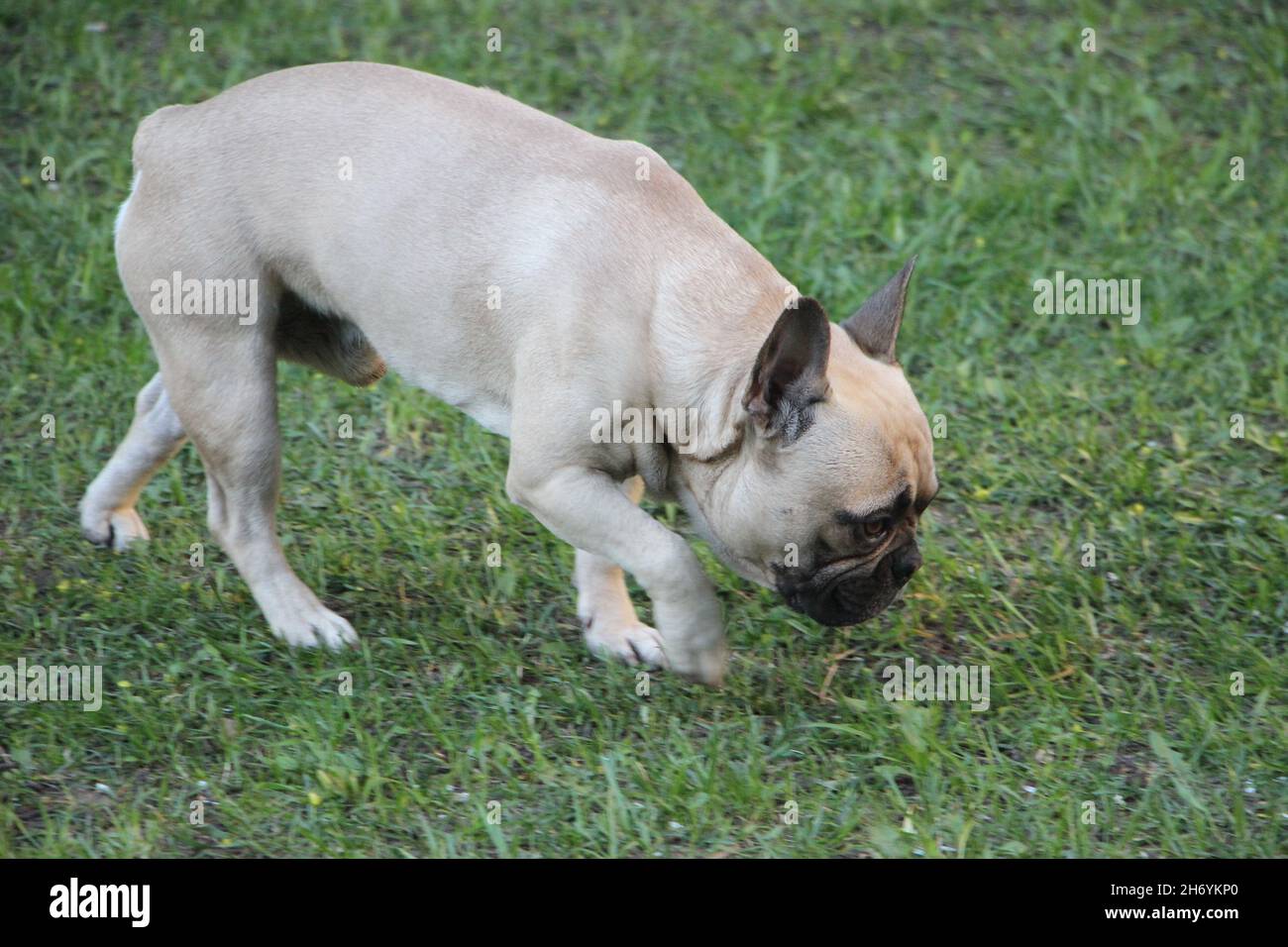 Nahaufnahme eines französischen Bulldoggen, der auf grünem Gras sitzt. Stockfoto