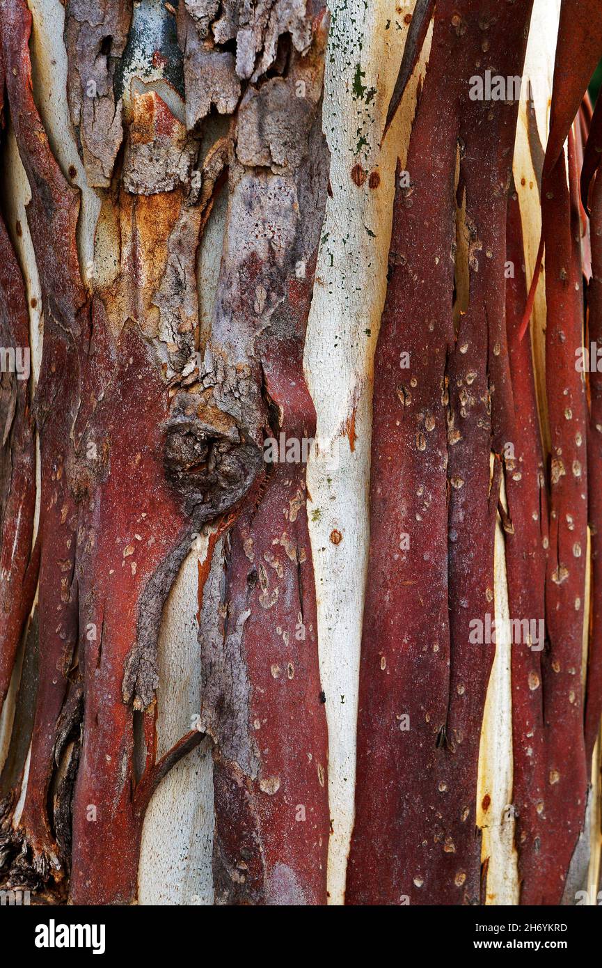 Eukalyptus-Stamm, Prados, Minas Gerais, Brasilien Stockfoto