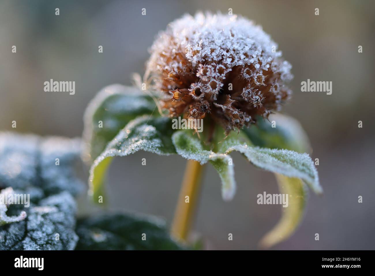 An einem Herbstmorgen im Northern Westchester County, New York, ist eine Pflanze mit Bienenbalsam frostbedeckt Stockfoto