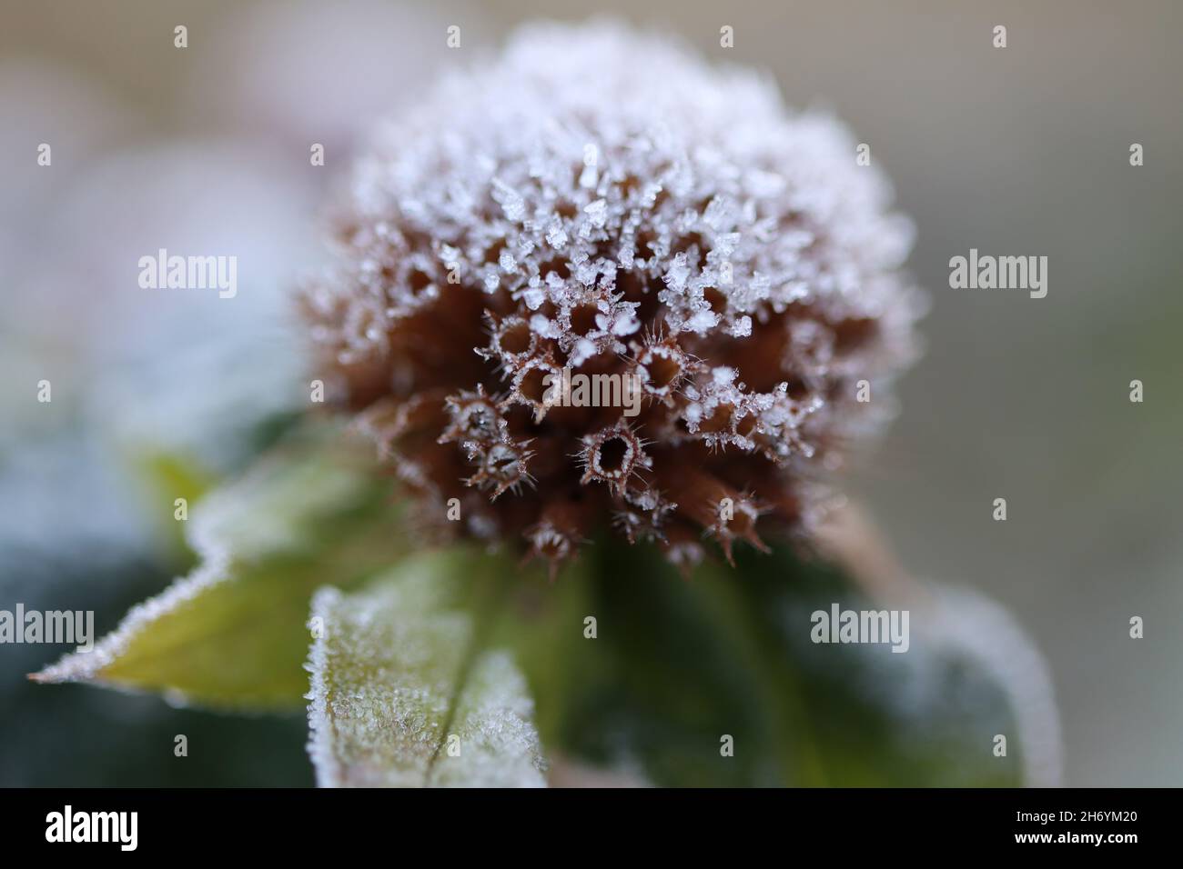 Makroaufnahme eines mit Frost bedeckten Bienenbalsam-Samenkopfes an einem Herbstmorgen Stockfoto
