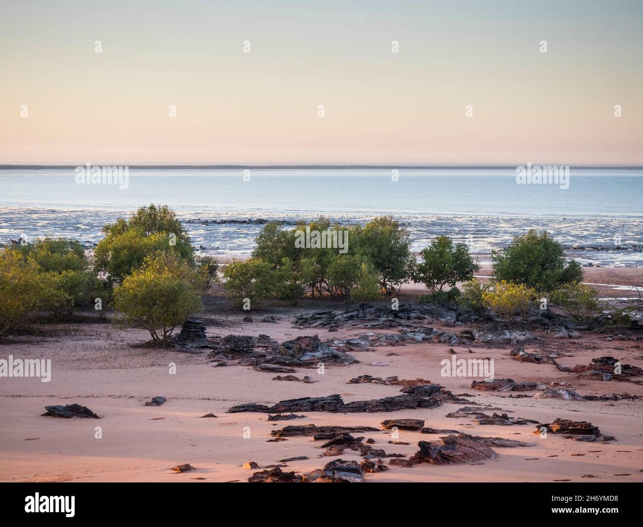 Mangroven bei Ebbe, Roebuck Bay, Kimberley, Westaustralien Stockfoto