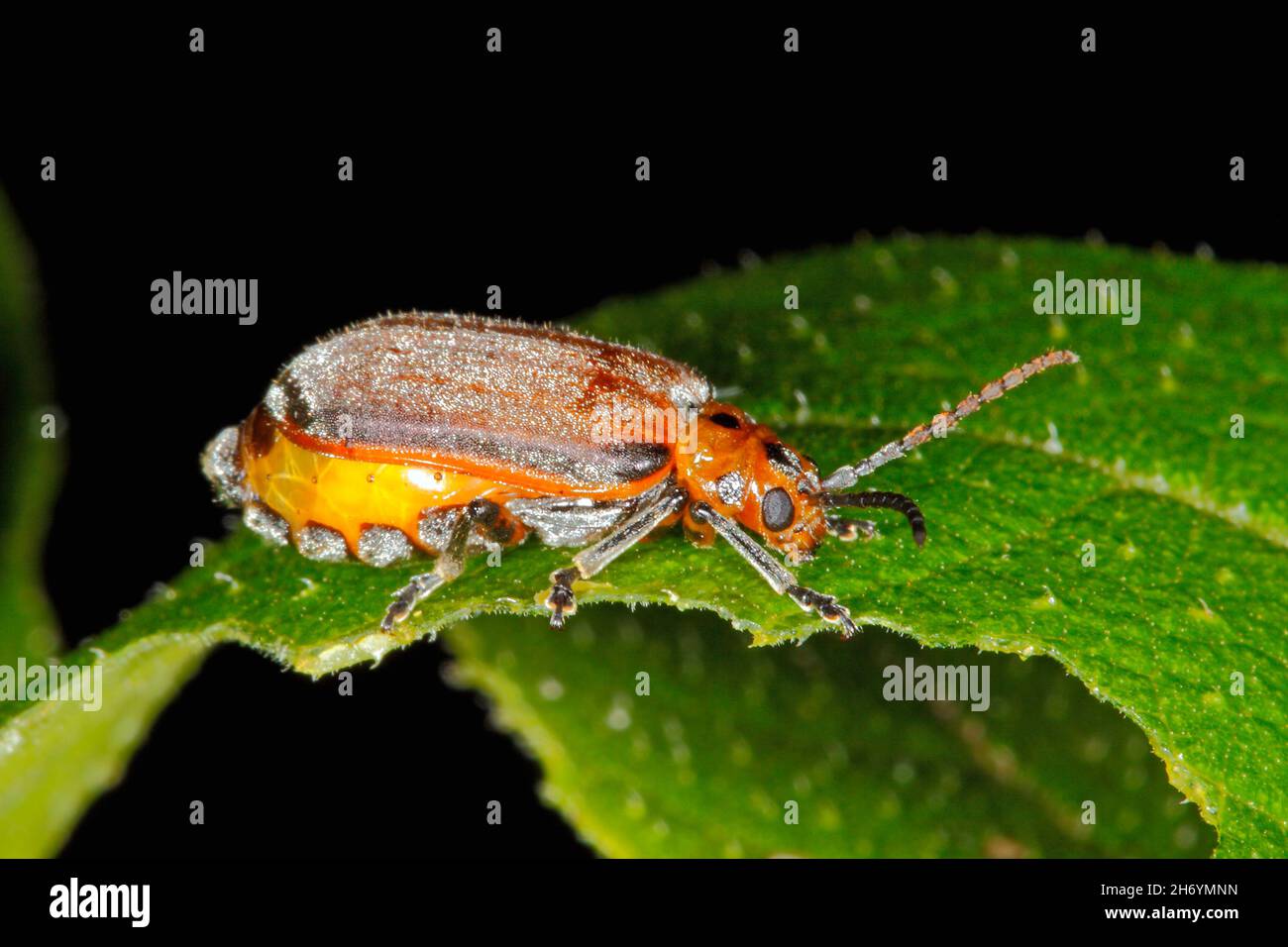 Feigenblattkäfer, Poneridia semipullata oder Poneridia australis. Weibchen mit Eiern im Bauch. Schädlingsarten auf Feigenbäumen. Coffs Harbour, NSW, Australien. Stockfoto