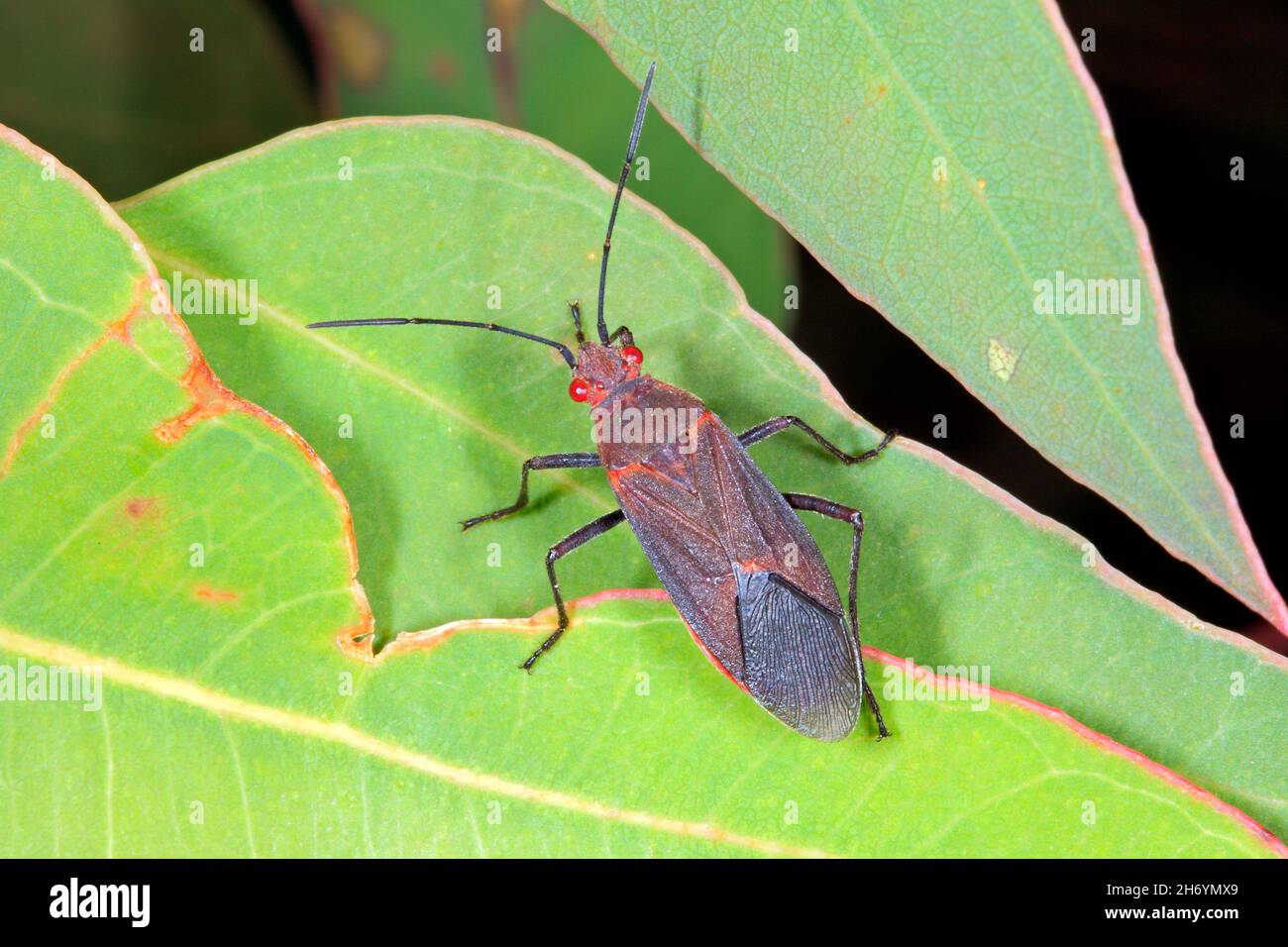Speckbeerkäfer, Rhopalidae, Leptocoris tagalicus. Auch bekannt als Red Eyed Bug. Coffs Harbour, NSW, Australien Stockfoto