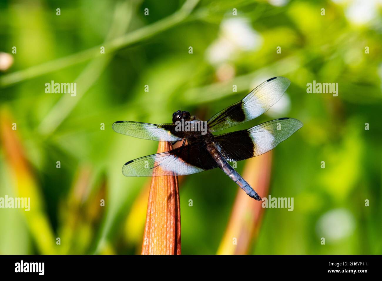 Libellula luctuosa, eine Widow Skimmer-Libelle, auf der Knospe einer Tageslilie im Garten in Speculator, NY, USA Stockfoto