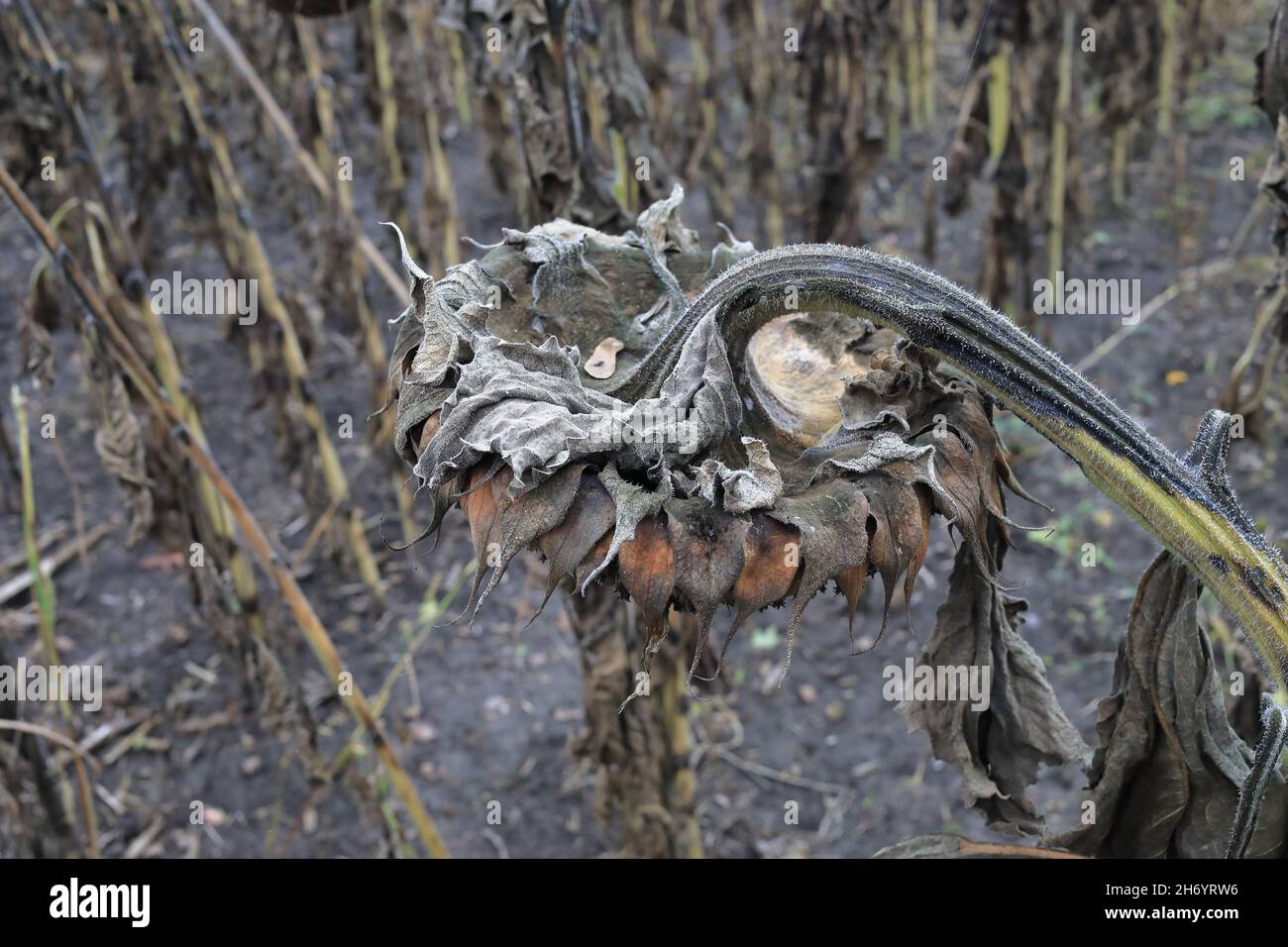 Trockene Sonnenblumenstämme Stockfoto