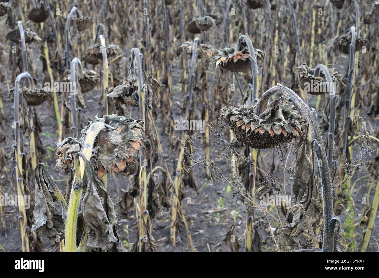 Trockene Sonnenblumenstämme Stockfoto