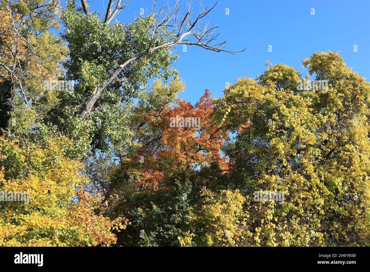 Herbstfarben Stockfoto