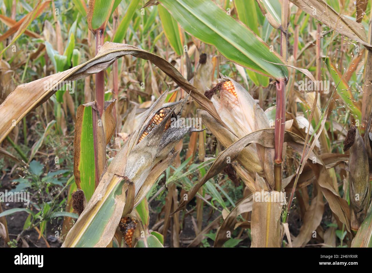 Zea mays bereit zur Ernte Stockfoto