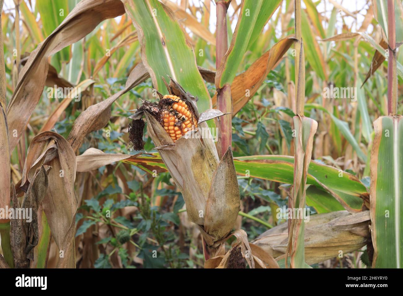 Zea mays bereit zur Ernte Stockfoto