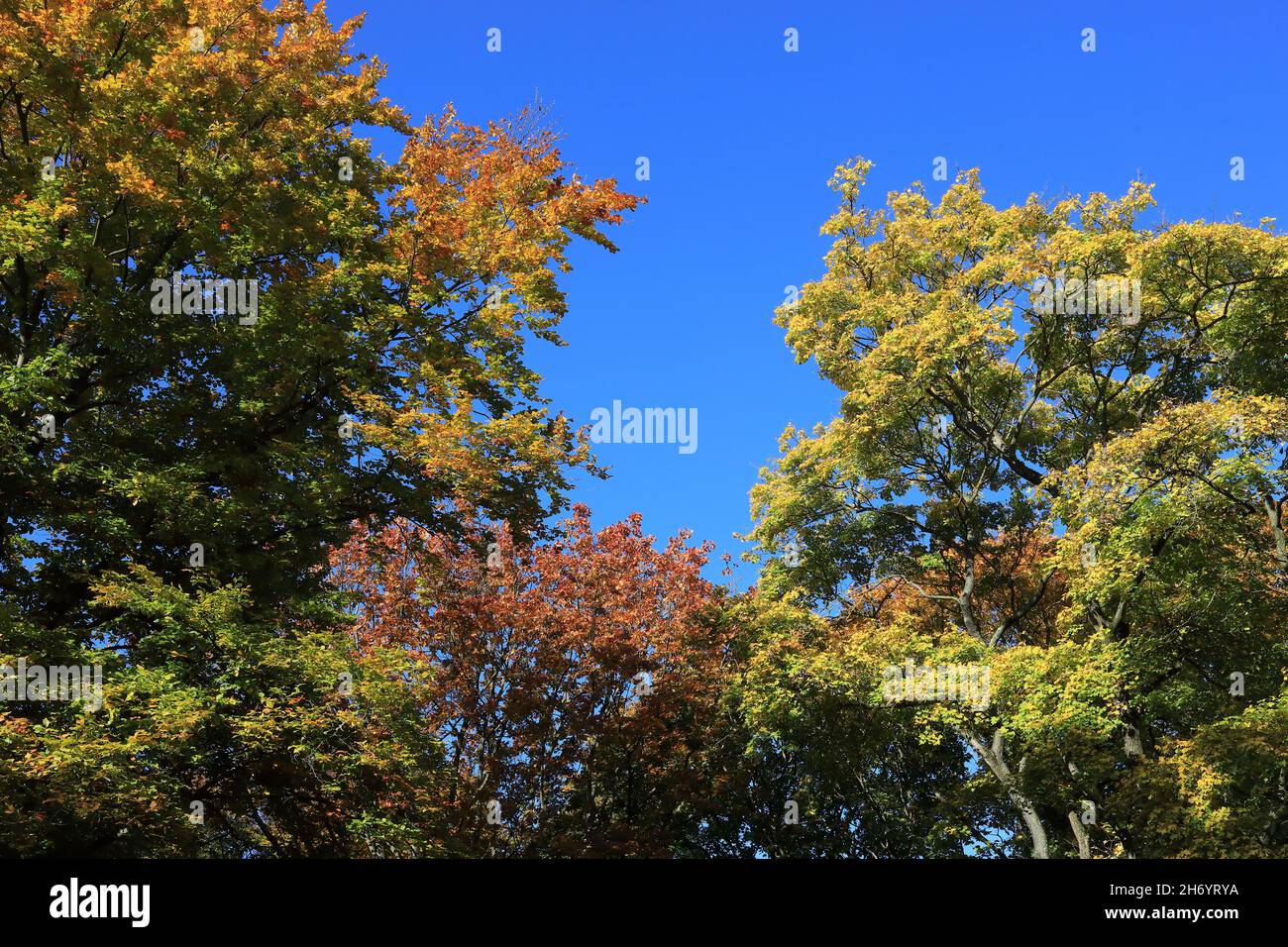 Herbstfarben Stockfoto