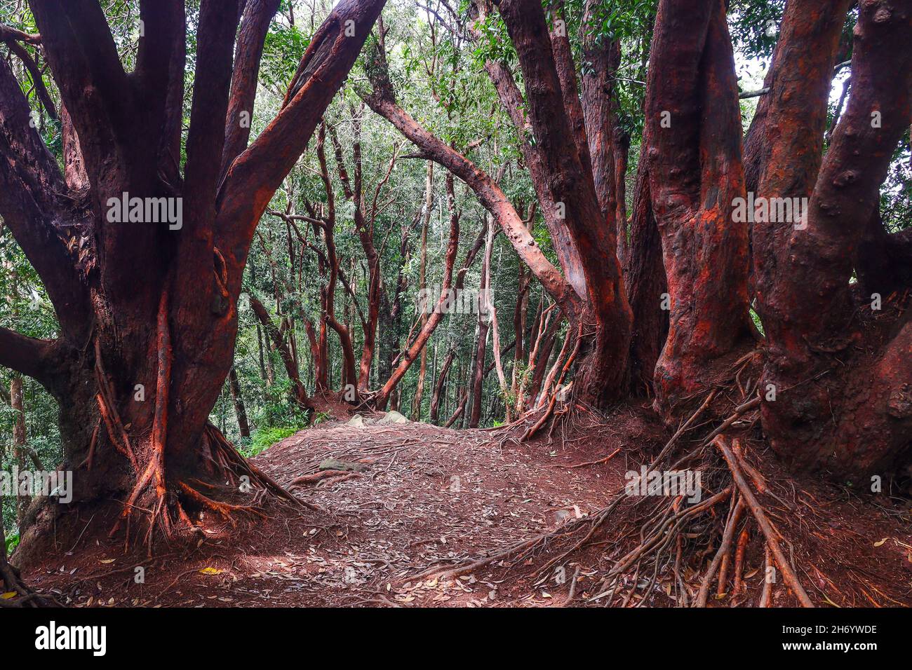 Mythisch aussehender roter Baum in der Myrtenfamilie Myrtaceae in einem Bergwald in Malaysia Stockfoto