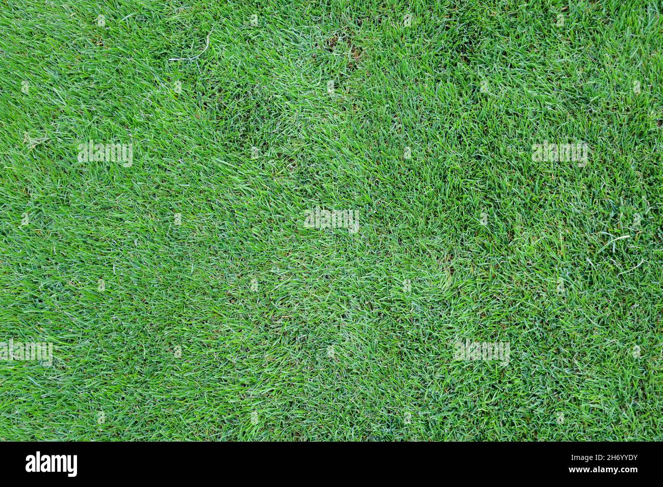 Grünes Gras Textur für einen Hintergrund abstrakt. Hochwertige Fotos Stockfoto