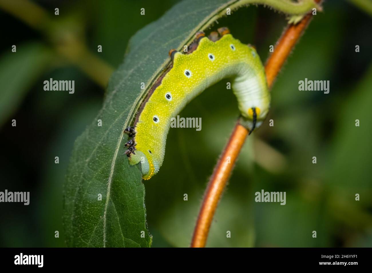 Eine Schneerbeer-Raupe (Hemaris Diffinis), die auf einem Blatt knabberte. Raleigh, North Carolina. Stockfoto