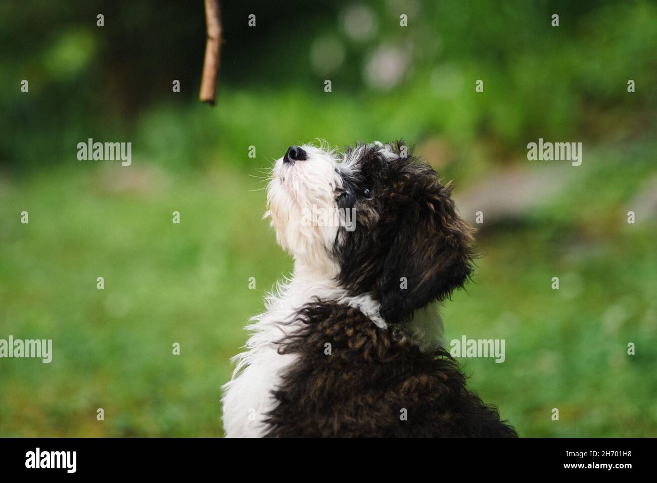 Das Porträt eines Schäferhundes mit kleiner Knopfnase blickt spielerisch auf einen Stock Stockfoto