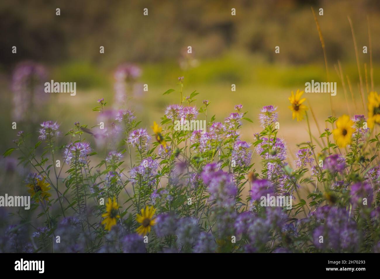 Kolibri, versteckt in einem unglaublich schönen Blumenfeld, der beste Hintergrund Stockfoto