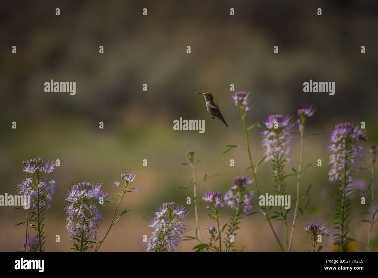 Fliegender Kolibri in einem unglaublich schönen Blumenfeld, der beste Hintergrund Stockfoto