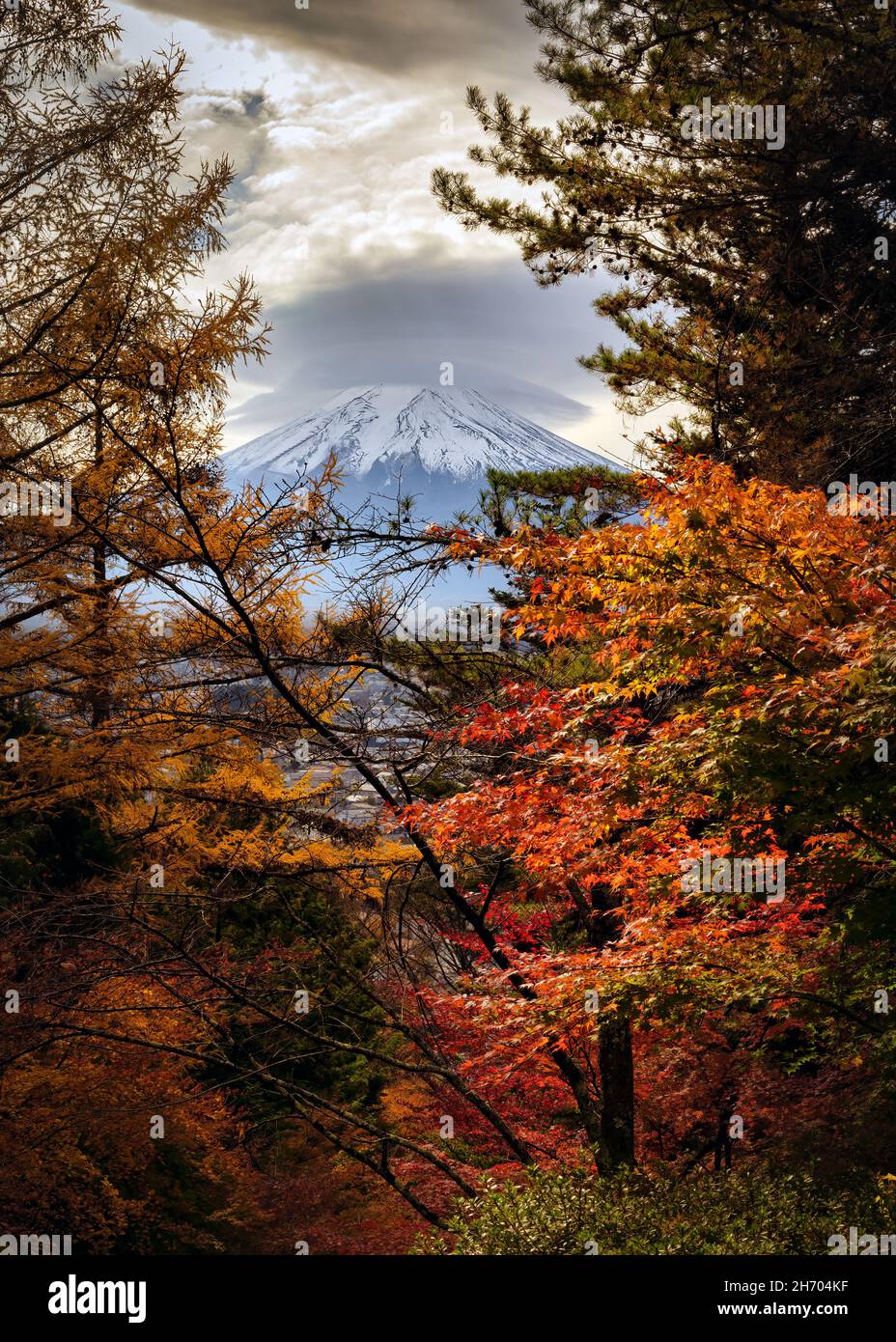 Ein Blick durch die Herbstfarben eines Waldes in der Nähe von Fujiyoshida, Japan und dem Fuji-Berg. Stockfoto