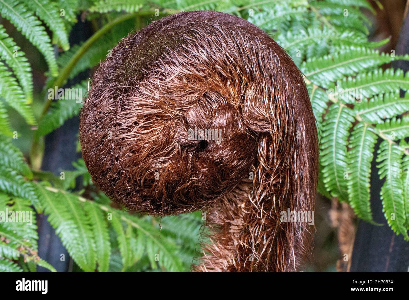 Entrollender Koru-Silberfarn (Cyathea dealbata) Neuseeland Stockfoto