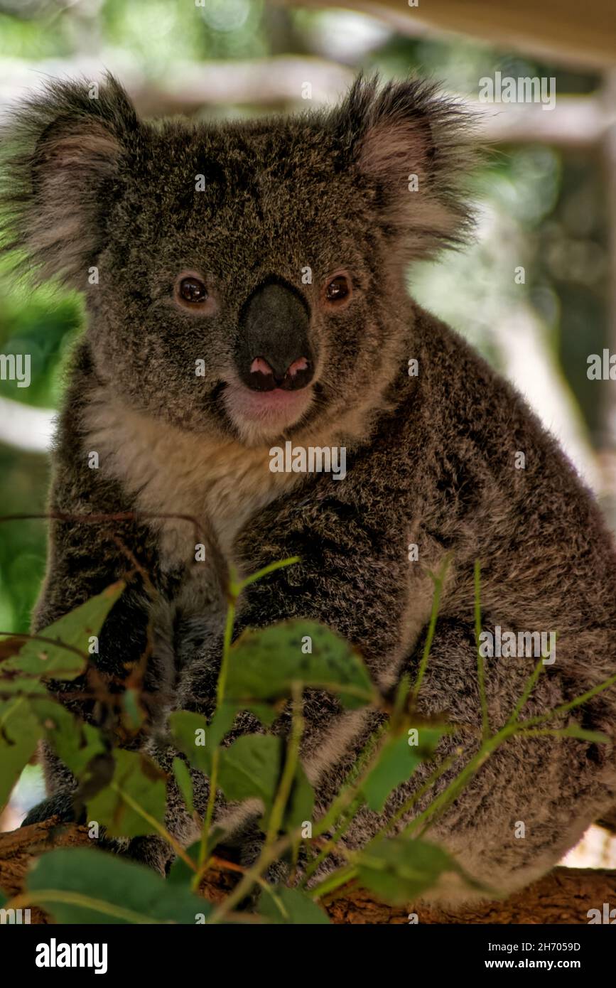 Koala, Lone Pine Koala Sanctuary Stockfoto
