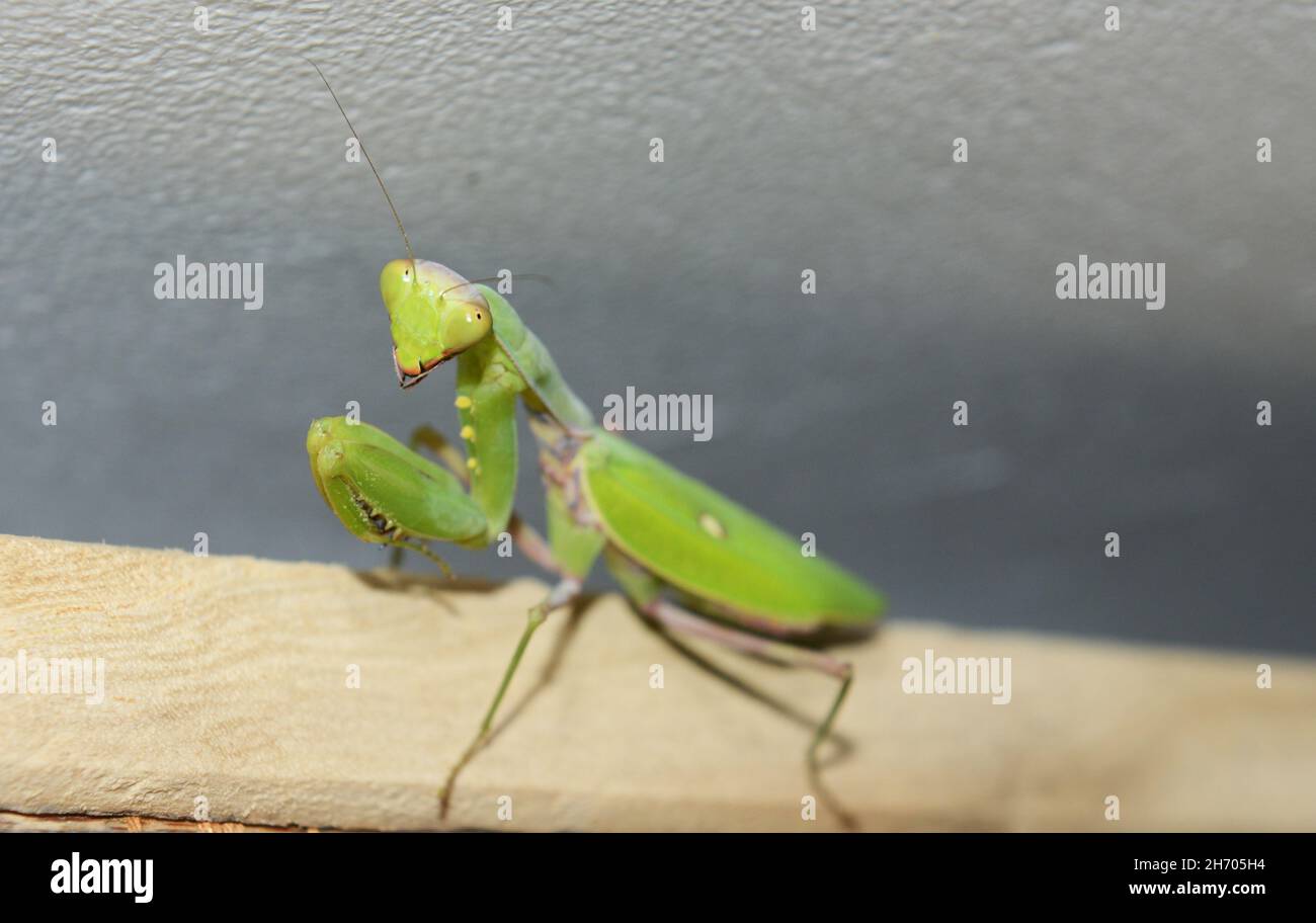 Eine Nahaufnahme einer neugierigen Gottesanbeterin. Stockfoto