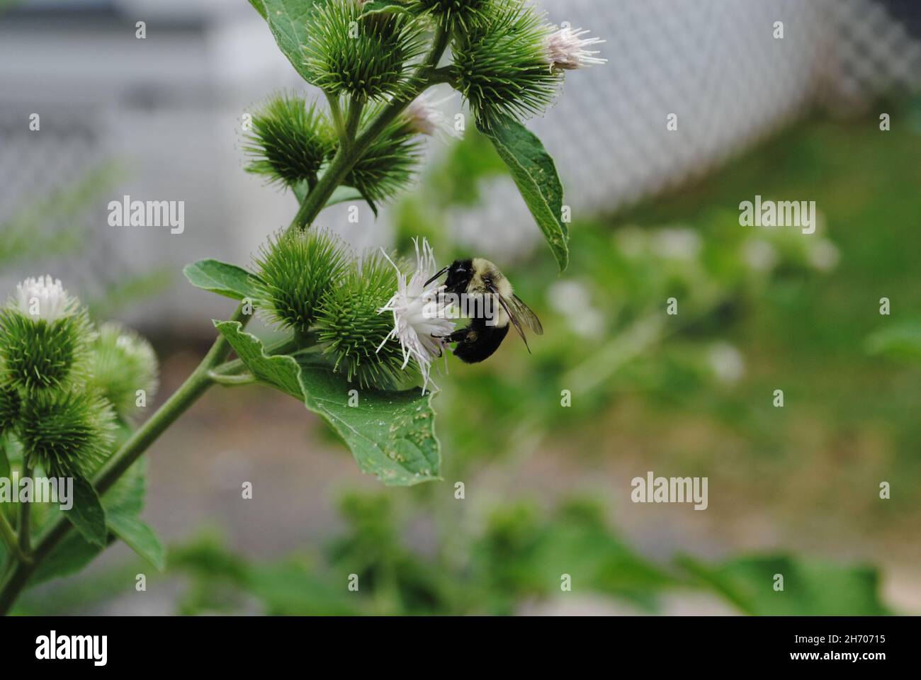 Bumble Bee hat ein Mittagessen auf einer Blume Stockfoto