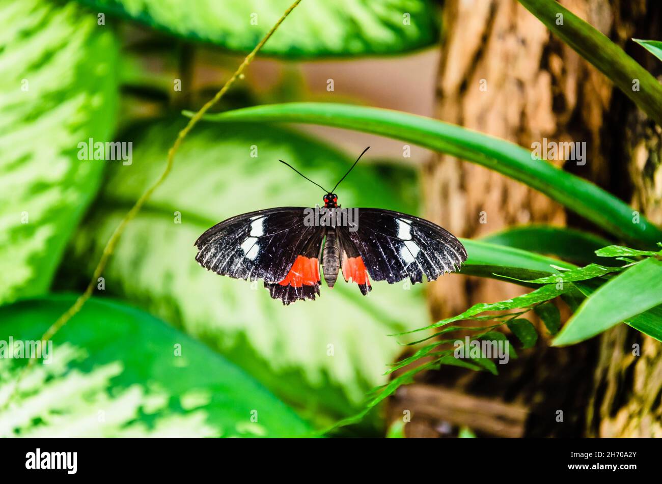 Schmetterling Parides Iphidamas oder Herzschmetterling mit roten Flecken. Lepidopteron Stockfoto