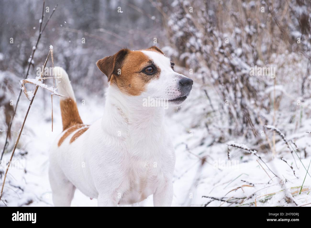 Porträt des Hundes Jack Russell Terrier, der im Winterwald steht. Der Jagdhund erstarrte in einer Haltung, schwanzhoch, und schaute in die Ferne. Stockfoto