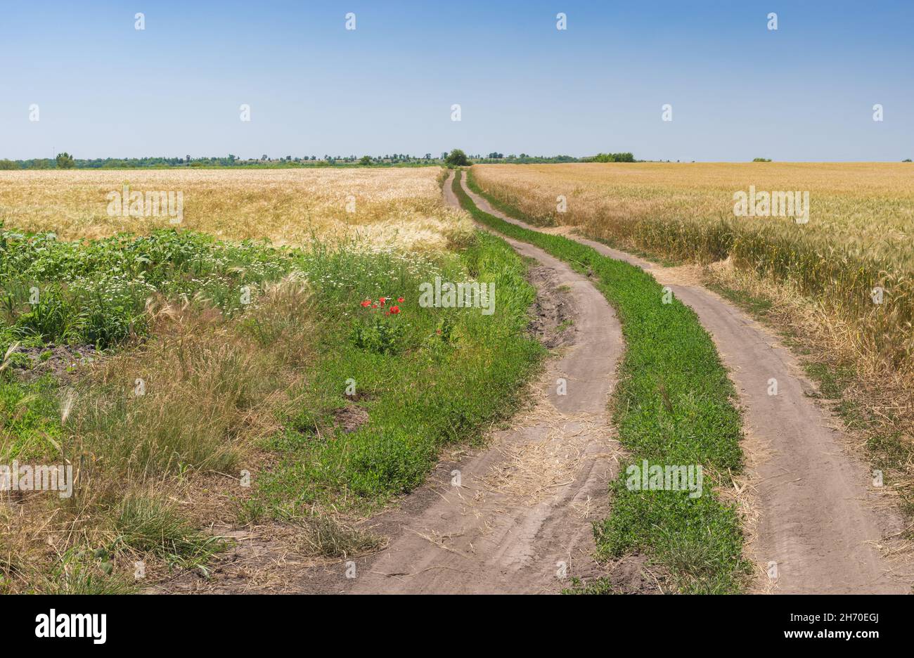 Sommerlandschaft mit einer Erdstraße zwischen Weizenfeldern in der Nähe der Stadt Dnipro, Zentralukraine Stockfoto