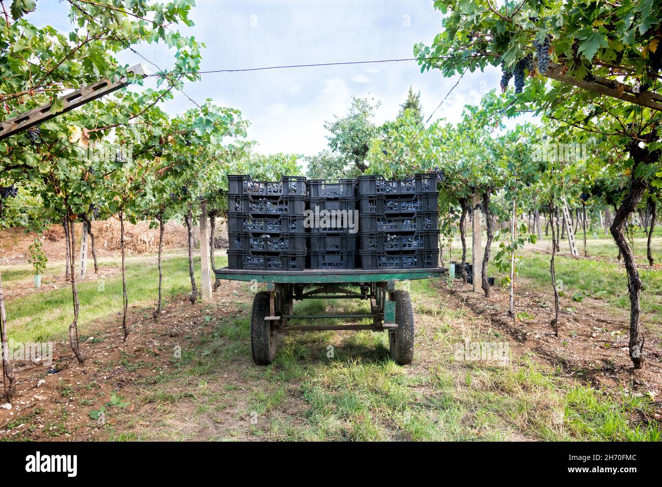 Farm Trailer beladen mit geernteten schwarzen Trauben in Kisten stehen zwischen zurücktretenden Reihen von Weinreben in einem Weinberg auf einem Weingut in einem Weinbau konc Stockfoto